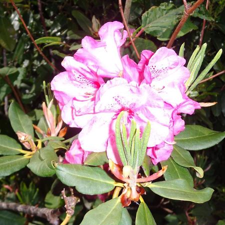 Les Fleurs Du Mont Bed & Breakfast Caux Exterior photo