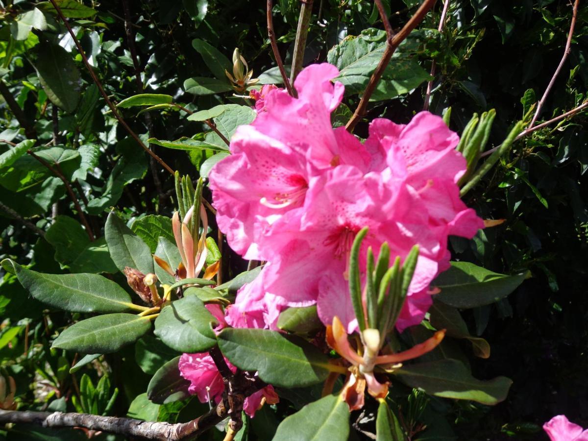 Les Fleurs Du Mont Bed & Breakfast Caux Exterior photo